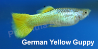 germany_yellow_guppy