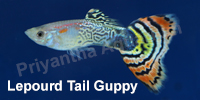 lepourd_tail_guppy