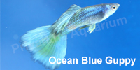 ocean_blue_guppy