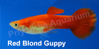 red_blond_guppy