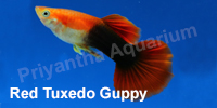 red_tuxedo_guppy