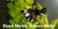 black_marble_baloon_molly