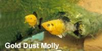 gold_dust_molly