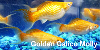 golden_calico_molly