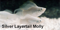 silver_layertail_molly