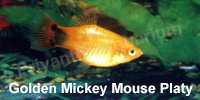 golden_mickey_mouse_platy