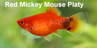 red_mickey_mouse_platy