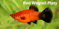 red_wagtail_platy