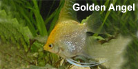 golden_angel