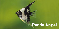 panda_angel