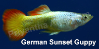 germany_sunset_guppy