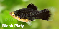 black_platy